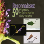RECONNAISSEZ 50 PLANTES MÉDICINALES SAUVAGES